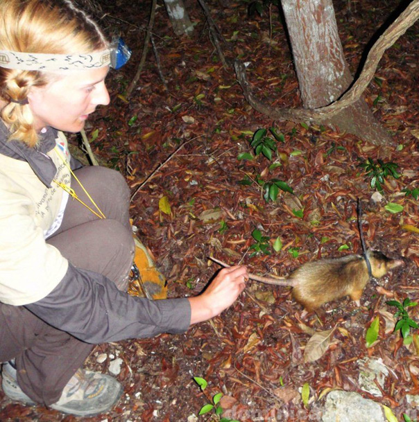 Solenodon Paradoxus, Dominican Republic